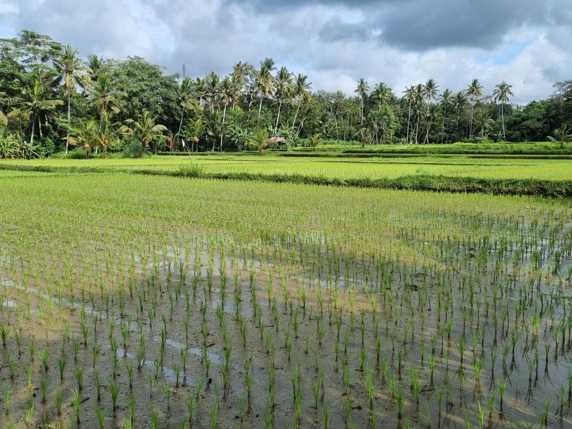 New 4 Bedroom Villa Surrounded By Jungle And Ricefields อูบุด ภายนอก รูปภาพ